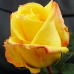 Mohana Roses d'Equateur Ethiflora